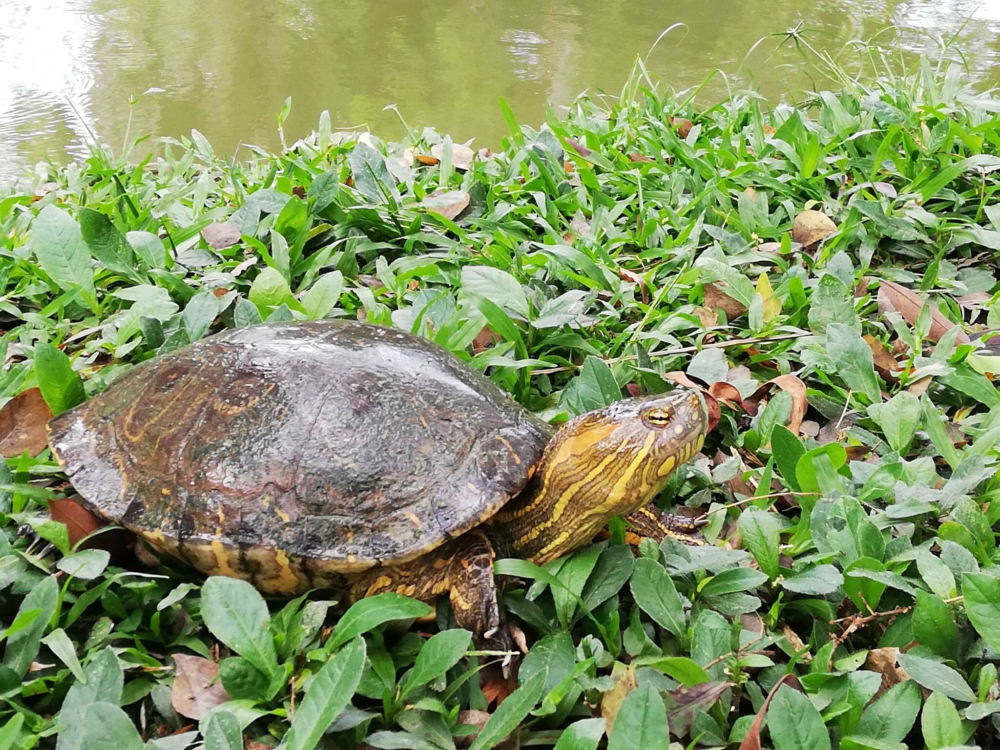 Image of Trachemys callirostris callirostris (Gray 1855)