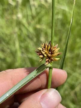 Image of Indianola Beak Sedge