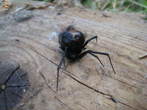 Image of Redback spider