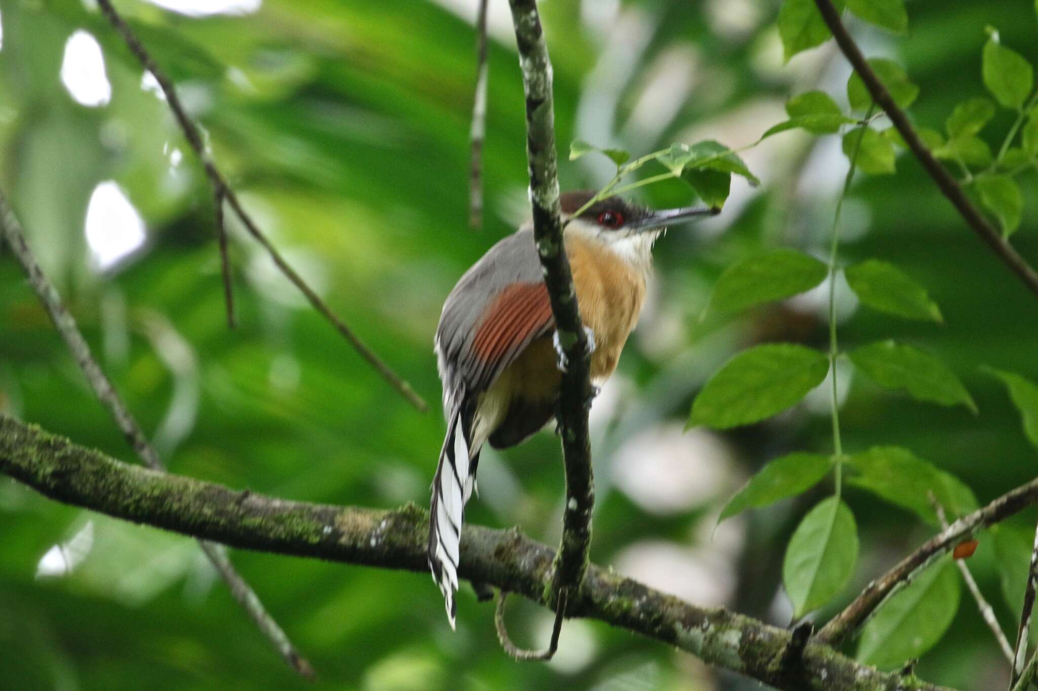 Image of Jamaican Lizard Cuckoo