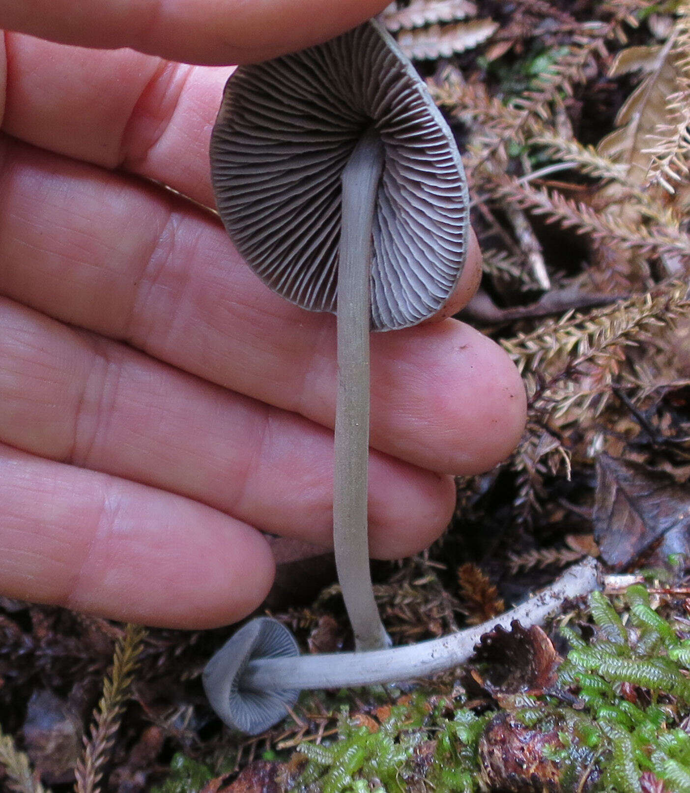 Image of Entoloma canoconicum E. Horak 1976