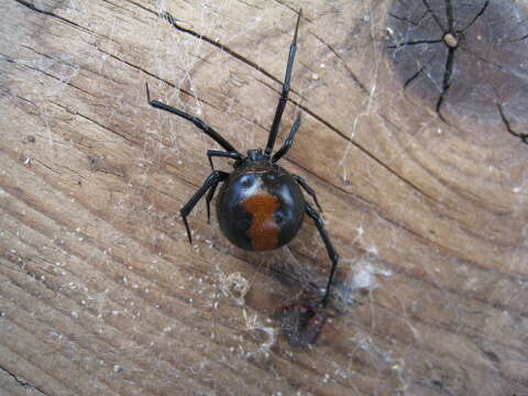 Image of Redback spider