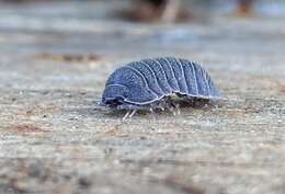 Image of Armadillidium cythereium Strouhal 1937