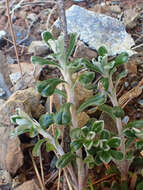 صورة Antennaria suffrutescens Greene