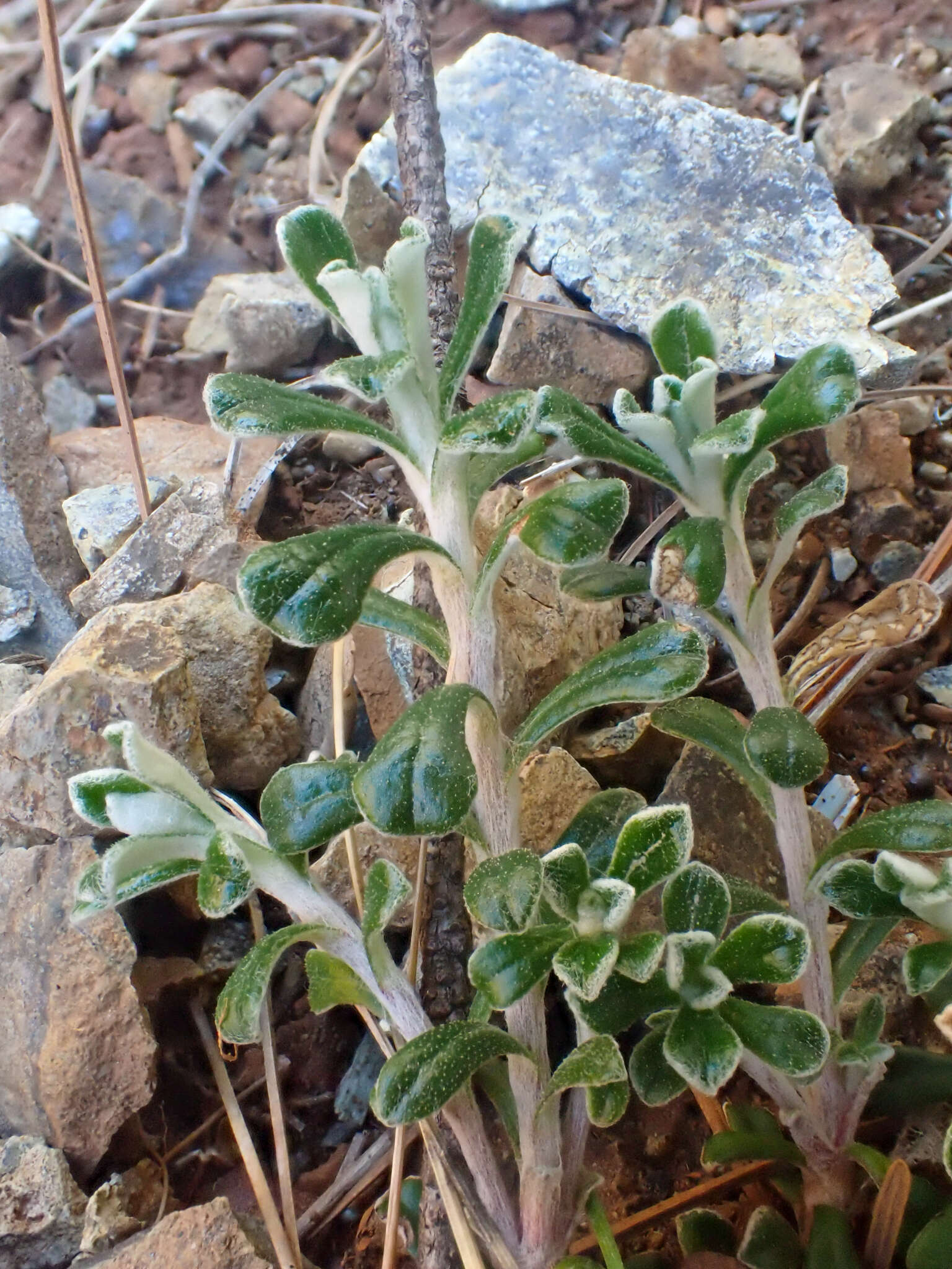 Imagem de Antennaria suffrutescens Greene