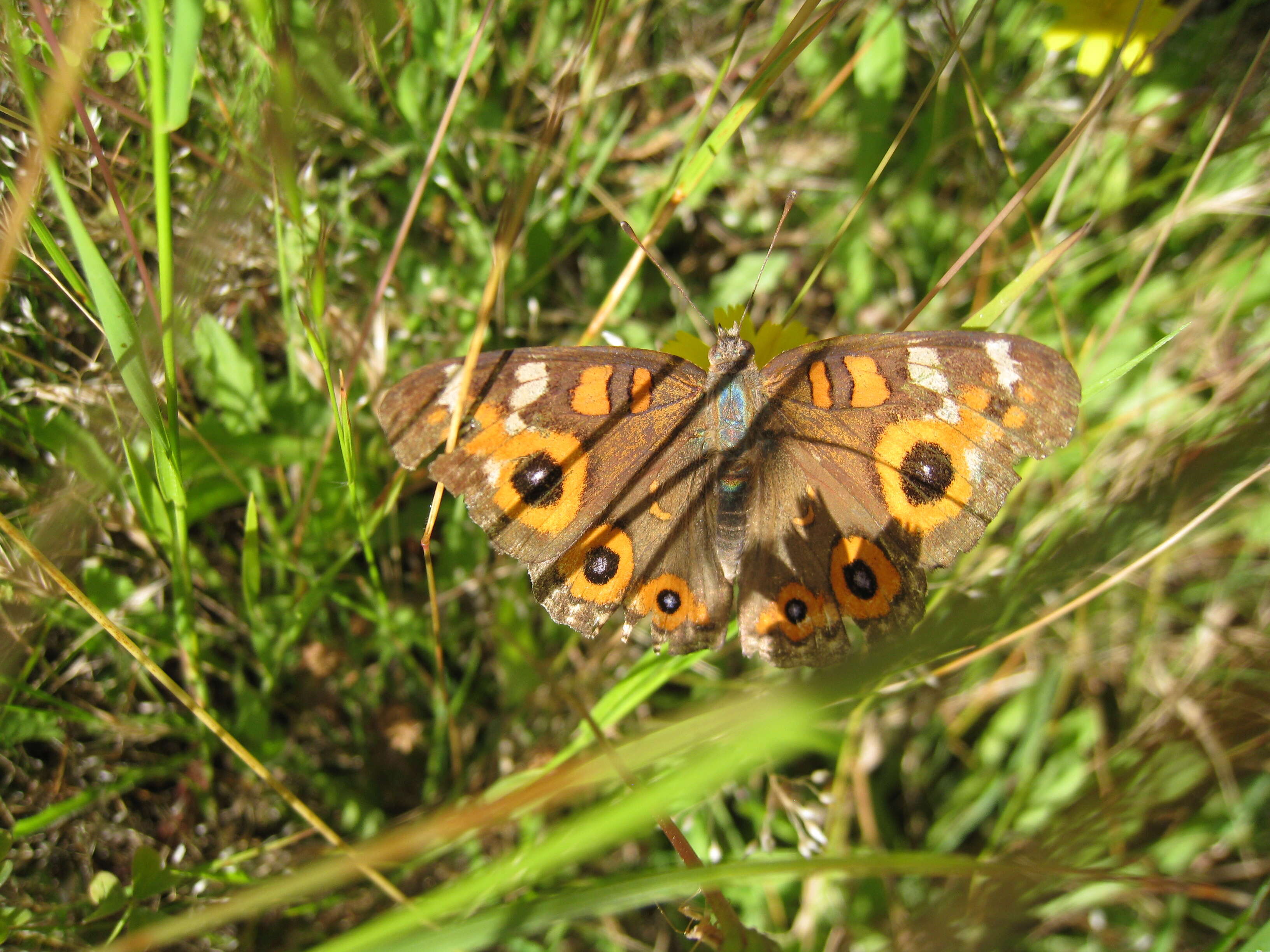 Image of Meadow Argus