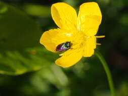 Anthaxia bicolor Falderman 1835 resmi