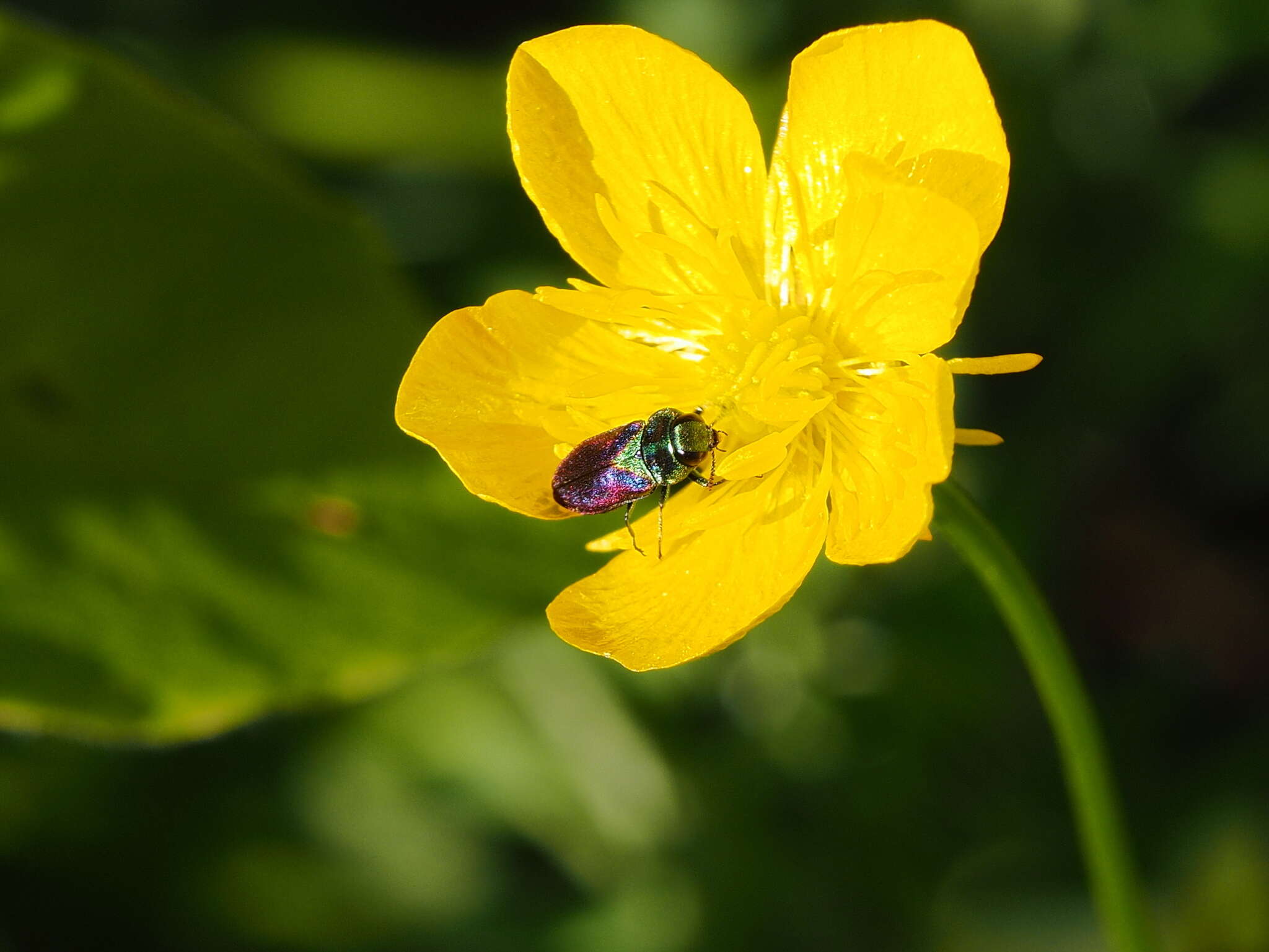 Anthaxia bicolor Falderman 1835 resmi