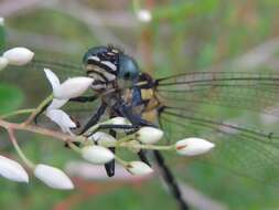 Image of Hemigomphus gouldii (Selys 1854)