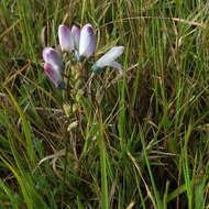 Image of Ixia versicolor G. J. Lewis