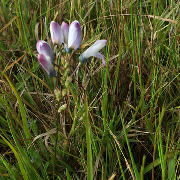 Image of Ixia versicolor G. J. Lewis