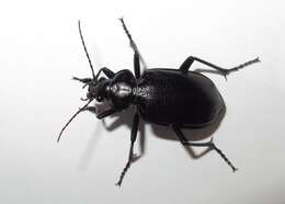 Imagem de Calosoma (Carabosoma) marginale Casey 1897