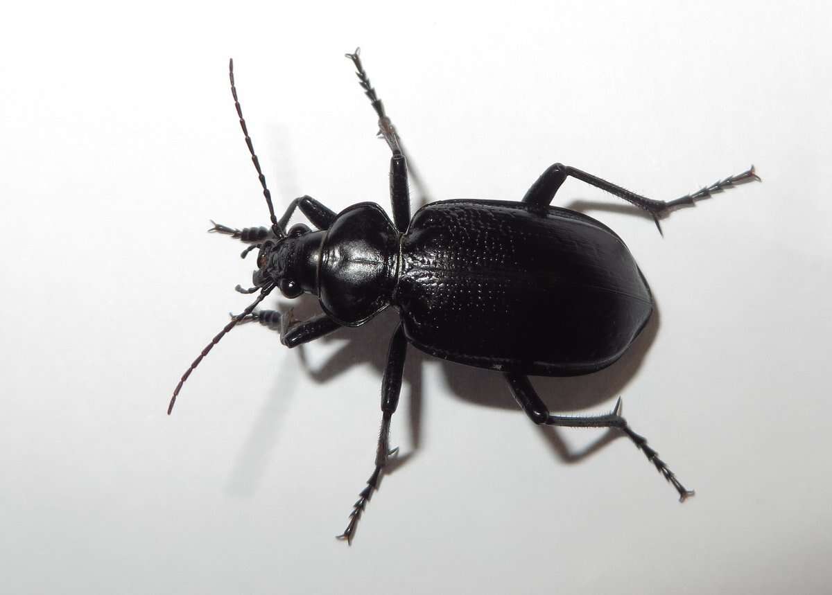 Слика од Calosoma (Carabosoma) marginale Casey 1897