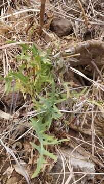 Image of Sonchus ustulatus subsp. ustulatus