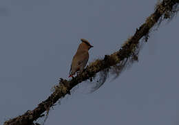 Image of Japanese Waxwing