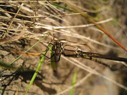 Image of Diphlebia nymphoides Tillyard 1912