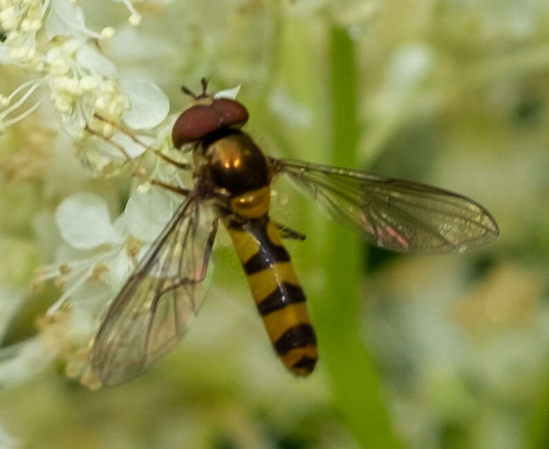 Image of Banded Meliscaeva