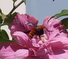 Image of Bombus atripes Smith 1852