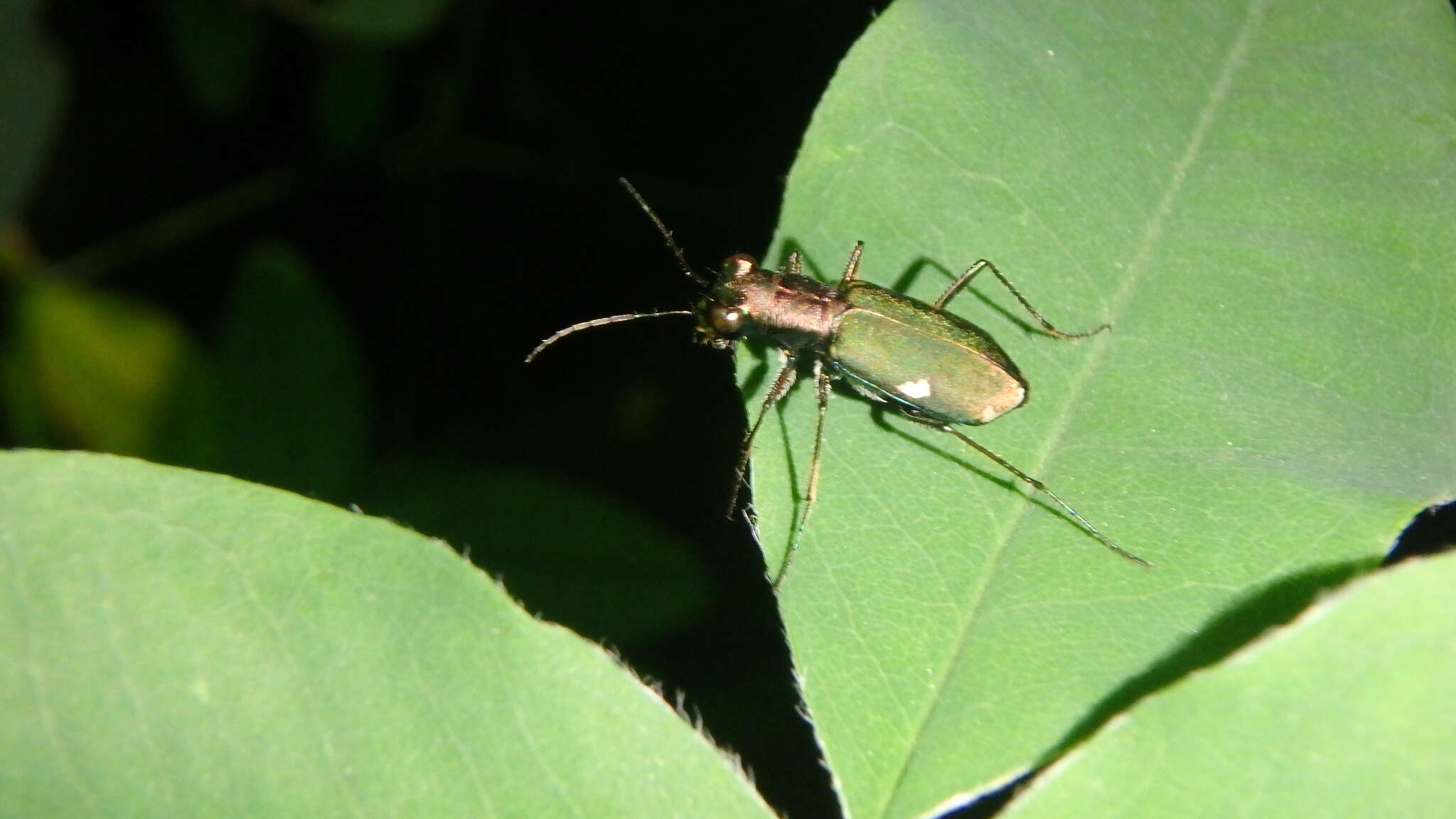 Image of Cliff tiger beetle