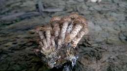 Image of Pholiota terrestris Overh. 1924