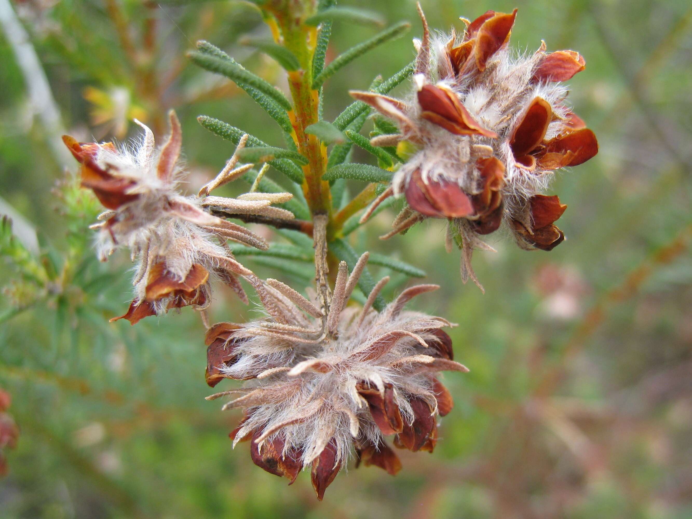 Sivun Phyllota phylicoides (DC.) Benth. kuva