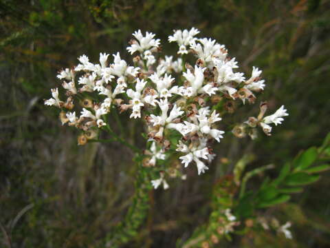 Image of Conospermum ellipticum Sm.