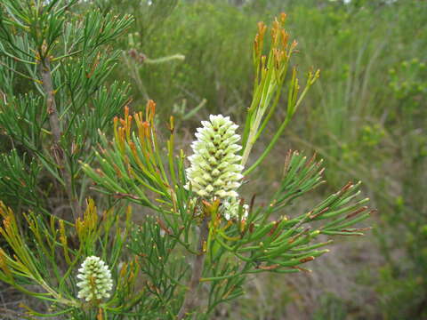 Image of Petrophile pulchella (Schrader & Wendl.) R. Br.