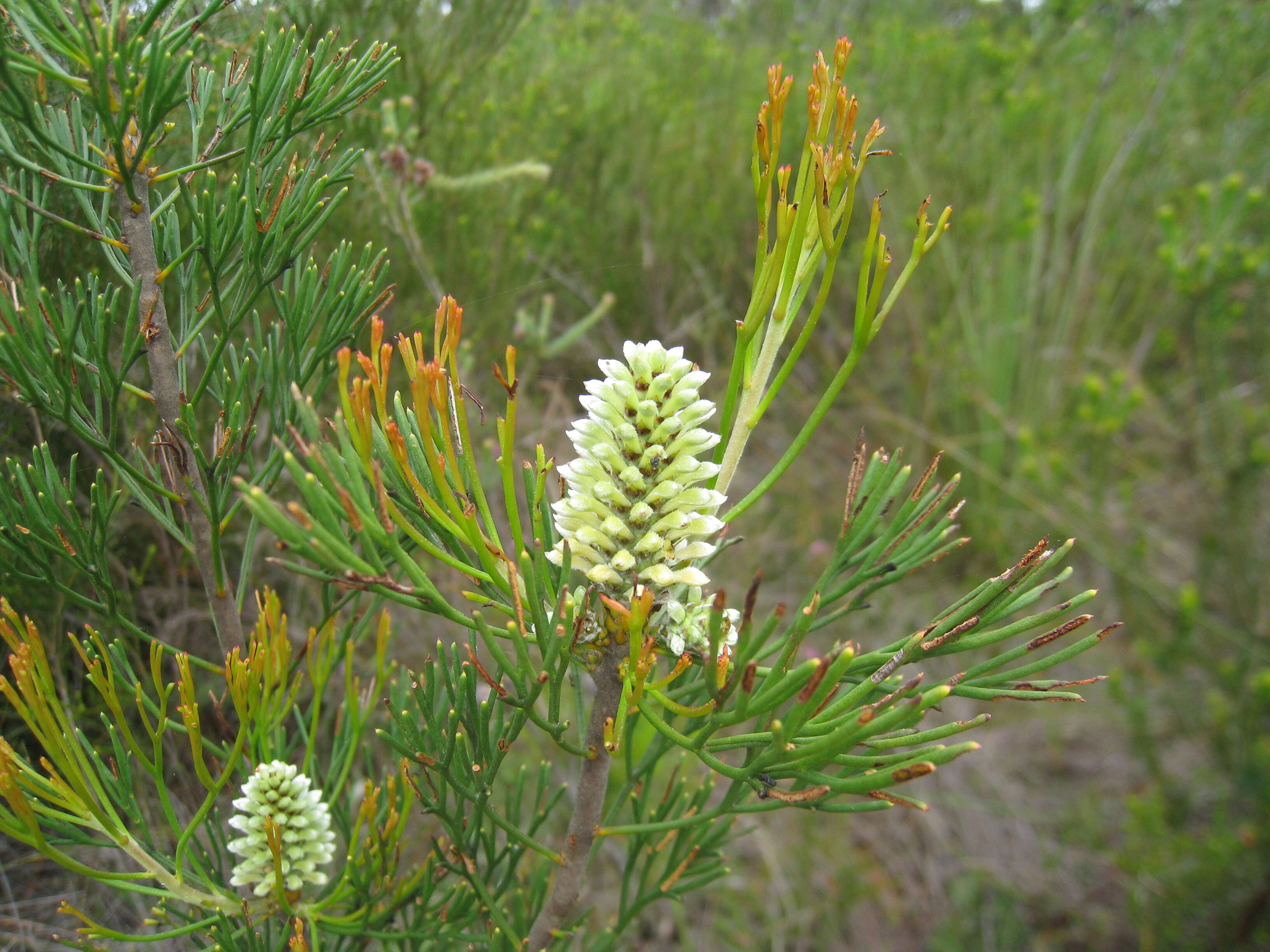 Imagem de Petrophile pulchella (Schrader & Wendl.) R. Br.