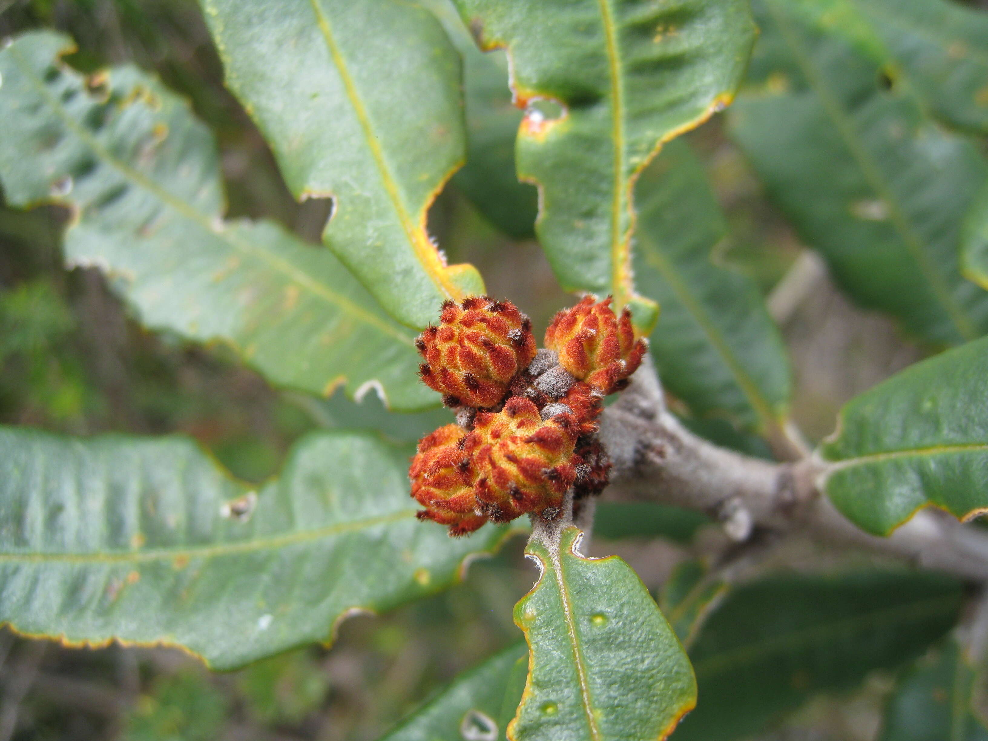 Image of Banksia oblongifolia Cav.