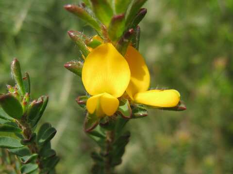 Image of Pultenaea tuberculata