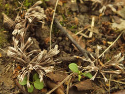 صورة Thelephora penicillata (Pers.) Fr. 1821