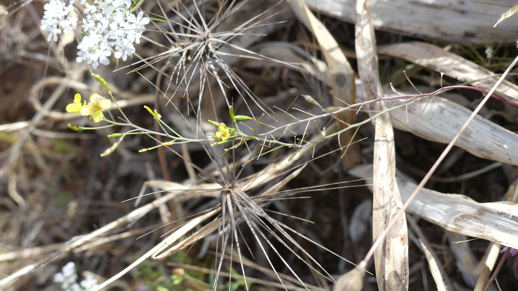 Image of Brassica souliei subsp. amplexicaulis (Desf.) Greuter & Burdet