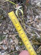 Image of Caladenia longicauda Lindl.