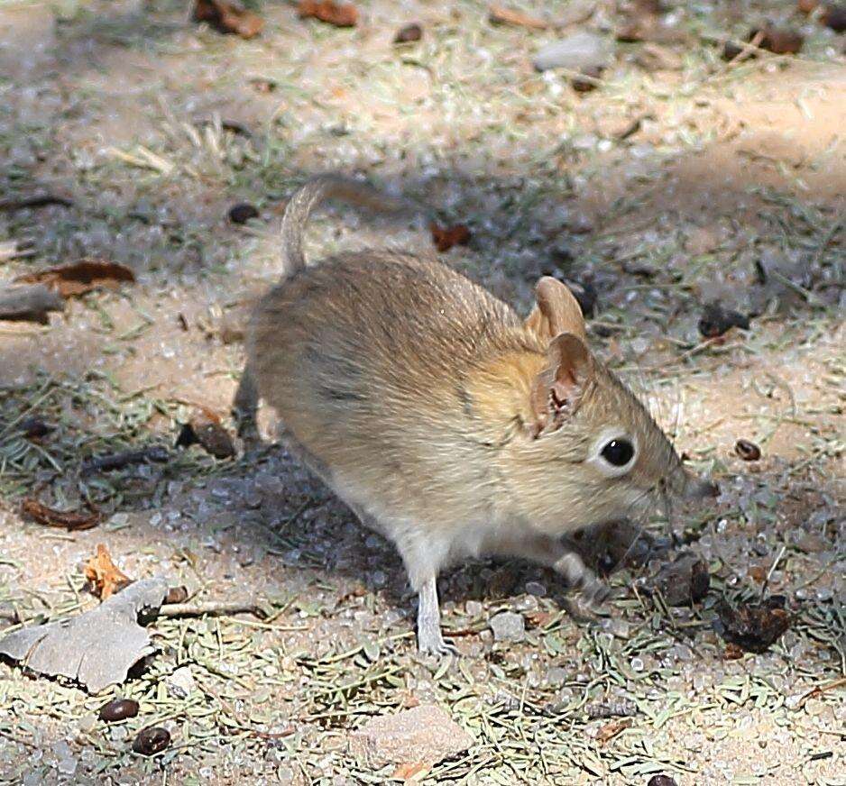 Image of Bushveld Elephant Shrew