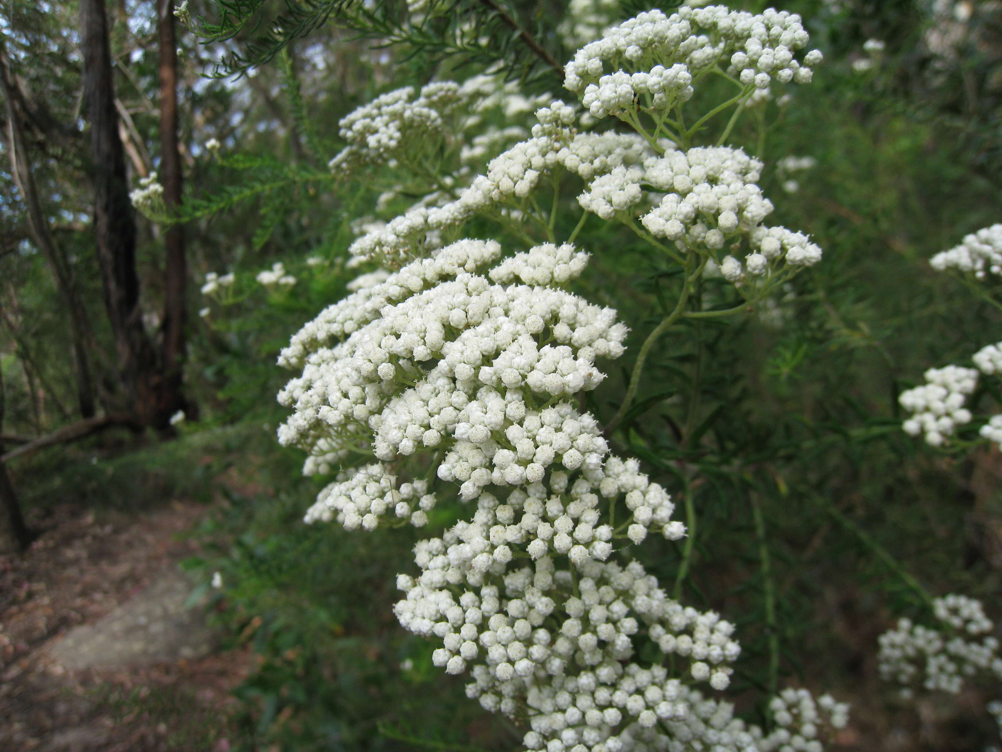 Image of Ozothamnus diosmifolius (Vent.) DC.