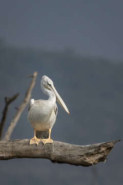 Image of Pink-backed Pelican