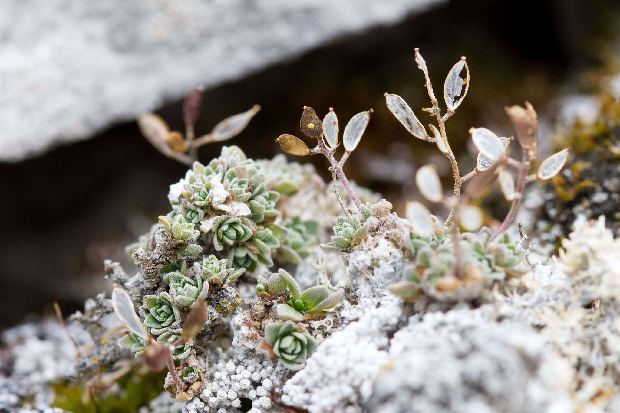 Image of yellow arctic draba