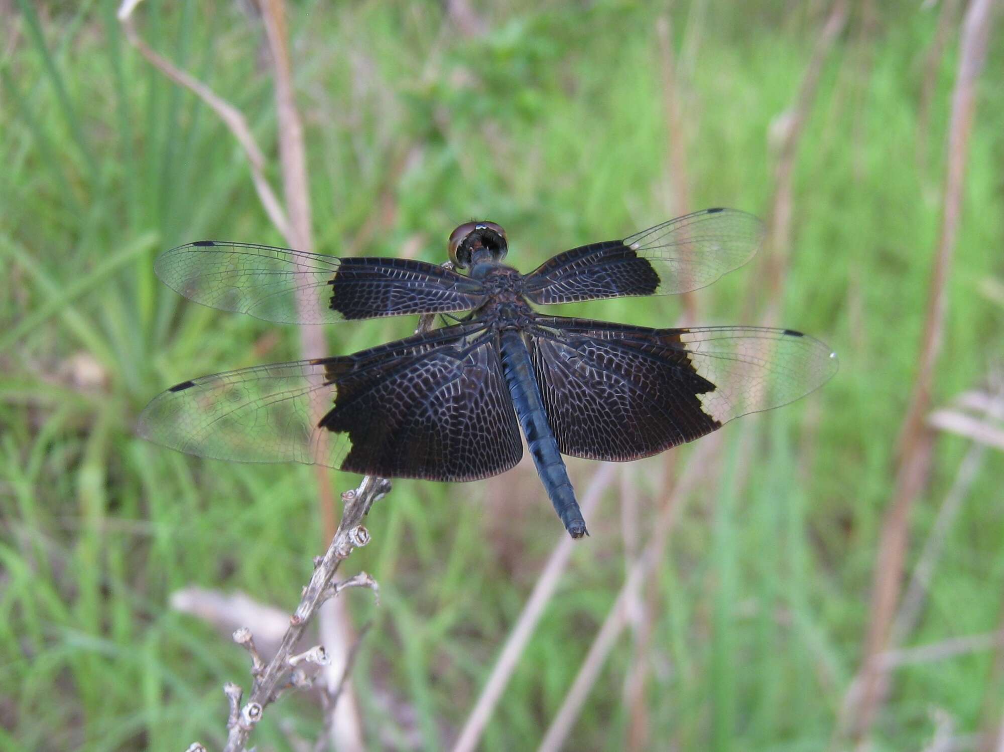 Image of Rhyothemis braganza Karsch 1890