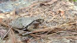 Image of Matuda’s Spikethumb Frog