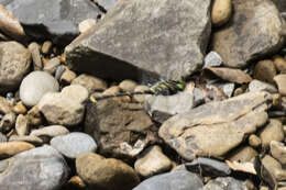 Plancia ëd Chlorogomphus suzukii (Oguma 1926)