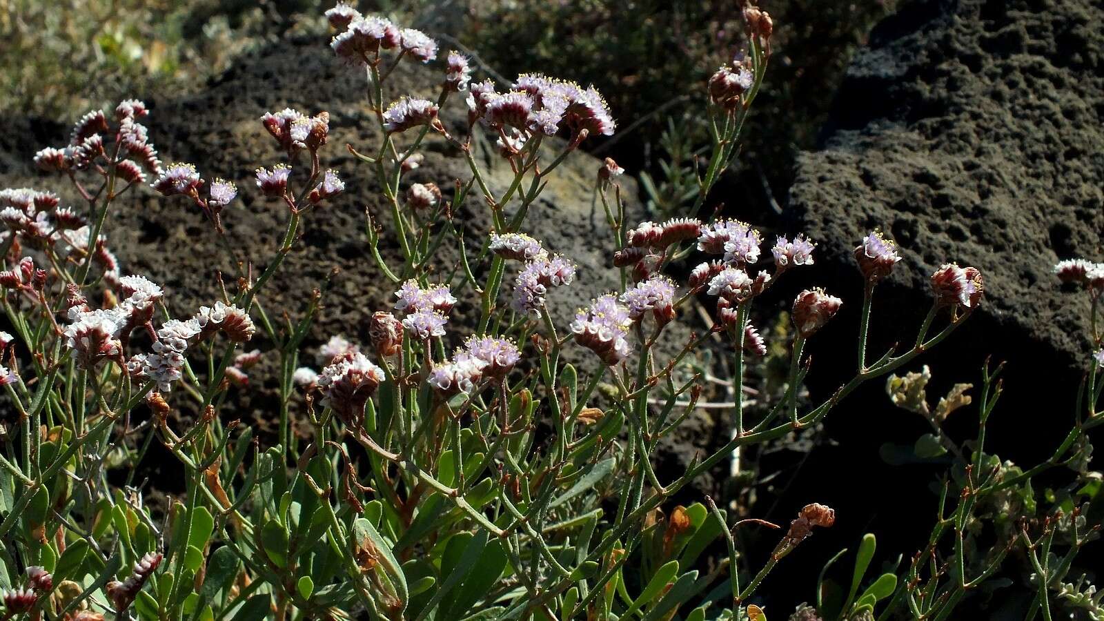 Limonium pectinatum (Ait.) Kuntze resmi