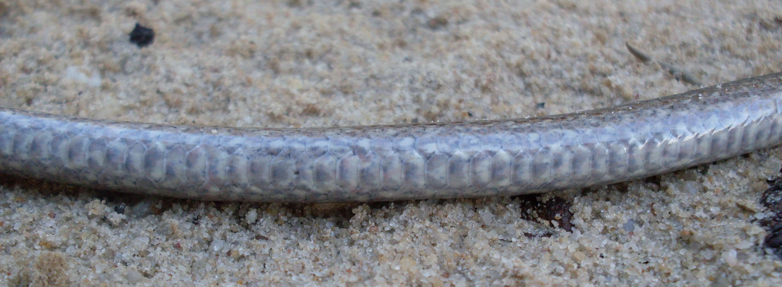 Image of Common scalyfoot