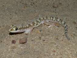 Image of White-spotted Ground Gecko WA