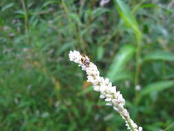 Image of Dock-Leaf Smartweed