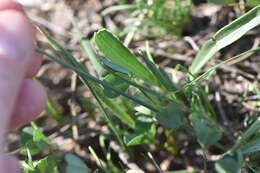 Image of Narcissus serotinus L.