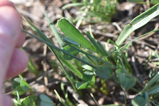 Narcissus serotinus L. resmi