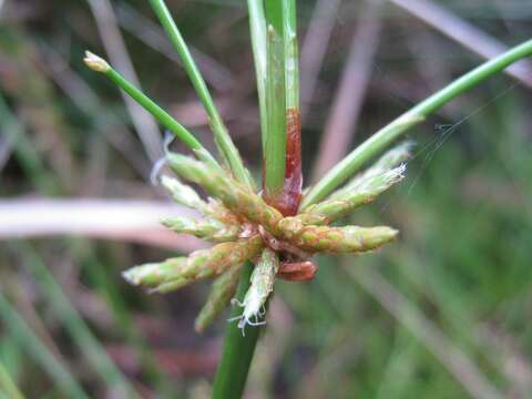 Image of proliferating bulrush