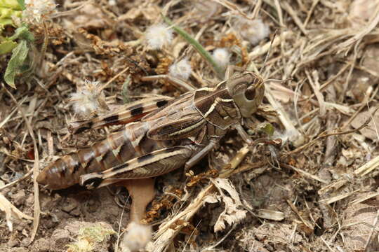 Image of Turkish Banded Grasshopper