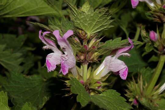 Слика од Lamium garganicum subsp. striatum (Sm.) Hayek