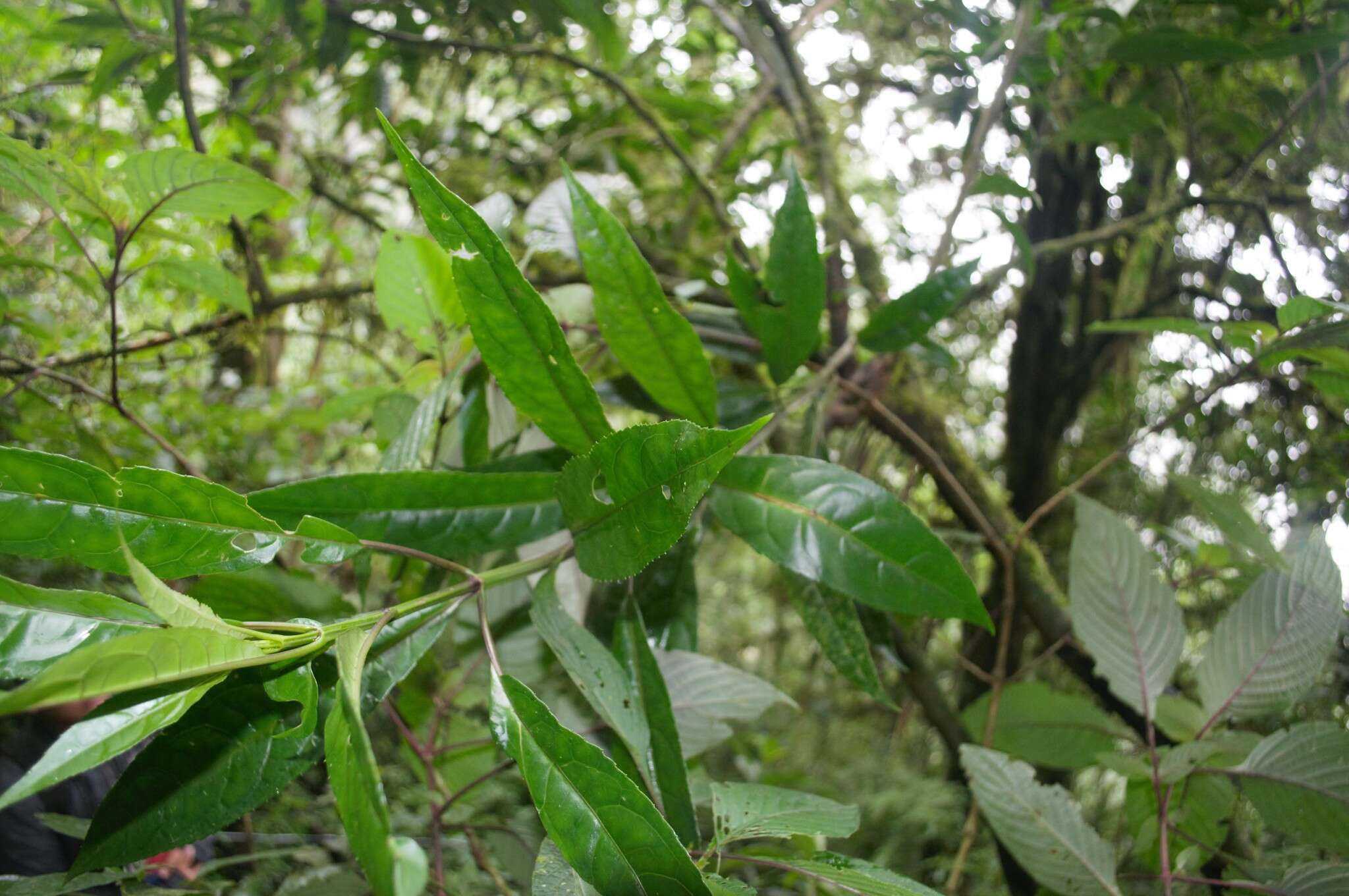 Image of Critonia nubigena (Benth.) R. M. King & H. Rob.